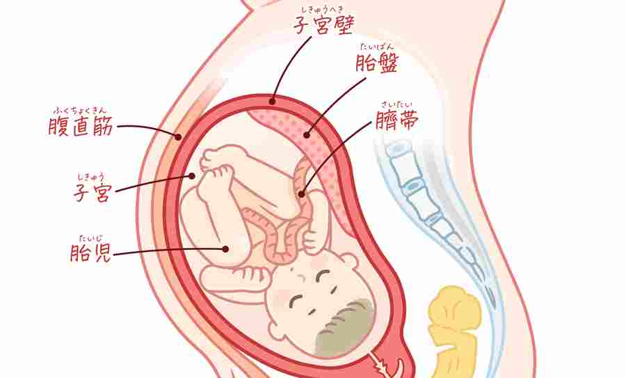 胎盤の位置