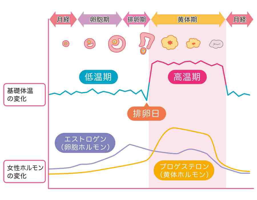 基礎体温グラフ